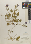 Flora of the Lomas Formations: Cristaria diversifolia Phil., Chile, E. Werdermann 766, F