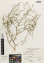 Flora of the Lomas Formations: Cristaria multifida Cav., Peru, A. Sagástegui A. 11002, F