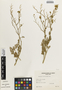 Flora of the Lomas Formations: Cristaria viridiluteola Gay, Chile, O. Zöllner 2817, F