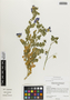 Flora of the Lomas Formations: Cristaria integerrima Phil., Chile, M. McMahon 560, F