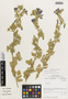Flora of the Lomas Formations: Cristaria integerrima Phil., Chile, M. O. Dillon 5656, F