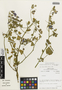 Flora of the Lomas Formations: Cristaria integerrima var. lobulata (Phil.) Muñoz-Schick, Chile, M. O. Dillon 5490, F
