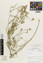 Flora of the Lomas Formations: Cristaria viridiluteola Gay, Chile, M. O. Dillon 5493, F