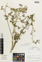 Flora of the Lomas Formations: Cristaria viridiluteola Gay, Chile, M. O. Dillon 5494, F