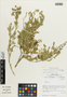 Flora of the Lomas Formations: Cristaria viridiluteola var. pinnata (Phil.) Muñoz-Schick, Chile, M. O. Dillon 5671, F