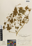 Flora of the Lomas Formations: Herissantia crispa (L.) Brizicky, Peru, A. Sagástegui A. 7634, F