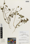 Flora of the Lomas Formations: Palaua malvifolia Cav., Peru, M. O. Dillon 4689, F