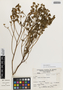 Flora of the Lomas Formations: Palaua malvifolia Cav., Peru, J. Mostacero León 625, F