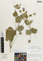 Flora of the Lomas Formations: Palaua moschata Cav., Chile, M. O. Dillon 5244, F