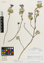 Flora of the Lomas Formations: Palaua moschata Cav., Chile, M. O. Dillon 5577, F