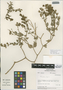 Flora of the Lomas Formations: Mirabilis ovata (Ruíz & Pav.) F. Meigen. var. ovata, Peru, M. O. Dillon 3826, F