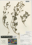 Flora of the Lomas Formations: Mirabilis ovata (Ruíz & Pav.) F. Meigen. var. ovata, Peru, M. O. Dillon 4776, F