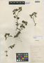 Flora of the Lomas Formations: Boerhavia, Peru, D. B. Stafford 940, F