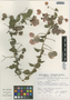 Flora of the Lomas Formations: Bougainvillea pachyphylla Heimerl ex Standl., Peru, S. Llatas Quiroz 1604, F