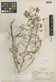 Flora of the Lomas Formations: Oxalis dombeyi A. St.-Hil., Peru, F. W. Pennell 14301, F