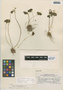 Flora of the Lomas Formations: Oxalis latifolia subsp. schraderiana (Kunth) Lourteig, Peru, C. R. Worth 15676, F