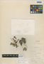 Flora of the Lomas Formations: Oxalis pachyrhiza Wedd., Peru, D. B. Stafford 911, F