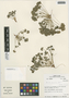 Flora of the Lomas Formations: Oxalis lomana Diels, Peru, M. O. Dillon 4635, F