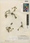 Flora of the Lomas Formations: Oxalis pachyrhiza Wedd., Peru, C. R. Worth 15608, F