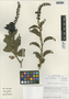 Flora of the Lomas Formations: Anisomeria littoralis (Poepp. & Endl.) Moq., Chile, M. O. Dillon 5229, F