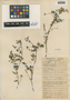 Flora of the Lomas Formations: Fumaria capreolata L., Peru, C. Ochoa 591, F