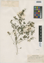 Flora of the Lomas Formations: Fumaria capreolata L., Peru, J. J. Soukup 1280, F