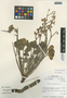 Flora of the Lomas Formations: Oxalis megalorrhiza Jacq., Peru, M. O. Dillon 4671, F