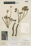 Flora of the Lomas Formations: Oxalis megalorrhiza Jacq., Peru, P. C. Hutchison 1866, F