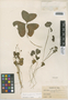 Flora of the Lomas Formations: Oxalis pachyrhiza Wedd., Peru, J. J. Soukup 2139, F