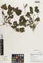 Flora of the Lomas Formations: Malvaceae, Peru, M. Weigend 97/563, F