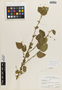 Flora of the Lomas Formations: Sidastrum paniculatum (L.) Fryxell, Peru, P. C. Hutchison 1007, F