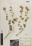 Flora of the Lomas Formations: Sphaeralcea obtusiloba (Hook.) G. Don, Chile, E. Werdermann 93, F
