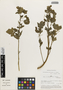 Flora of the Lomas Formations: Urocarpidium peruvianum (L.) Krapov., Peru, M. O. Dillon 3062, F