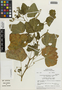 Flora of the Lomas Formations: Urocarpidium peruvianum (L.) Krapov., Peru, M. O. Dillon 3607, F
