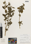 Flora of the Lomas Formations: Urocarpidium peruvianum (L.) Krapov., Peru, M. O. Dillon 3054, F