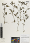 Flora of the Lomas Formations: Urocarpidium chilense (A. Braun & C. D. Bouché) Krapov., Peru, M. Weigend 97/565, F
