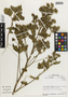 Flora of the Lomas Formations: Urocarpidium, Peru, M. O. Dillon 4691, F
