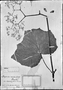 Field Museum photo negatives collection; München specimen of Begonia valida Goebel, BRAZIL, P. von Luetzelburg s.n., Type [status unknown], M