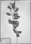 Field Museum photo negatives collection; München specimen of Cordia ambigua Cham., MEXICO, L. K. A. von Chamisso 216, Type [status unknown], M