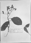 Field Museum photo negatives collection; München specimen of Cordia formosa A. DC., MEXICO, G. Andrieux, Type [status unknown], M
