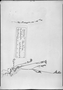 Field Museum photo negatives collection; München specimen of Gilia valdiviensis Griseb., CHILE, W. Lechler, Type [status unknown], M
