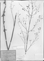 Field Museum photo negatives collection; München specimen of Hyptis laxiiflora Mart., BRAZIL, C. F. P. Martius, Holotype, M