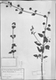 Field Museum photo negatives collection; München specimen of Hyptis lorentziana O. Hoffm., URUGUAY, P. G. Lorentz 619, Type [status unknown], M