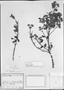 Field Museum photo negatives collection; München specimen of Hyptis monticola Mart., BRAZIL, C. F. P. Martius, Holotype, M