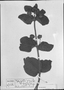 Field Museum photo negatives collection; München specimen of Hyptis remota Pohl, BRAZIL, J. B. E. Pohl, Type [status unknown], M
