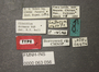 Clinidium dormans HT labels