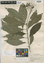Cordia skutchii I. M. Johnst., Guatemala, A. F. Skutch 1426, Isotype, F