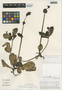 Flora of the Lomas Formations: Cistanthe paniculata (Ruíz & Pav.) Carolin ex Hershk., Peru, M. O. Dillon 3292, F