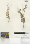 Flora of the Lomas Formations: Monnina weberbaueri Chodat, Peru, M. Weigend 97/937, F
