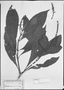 Field Museum photo negatives collection; München specimen of Aphelandra macrostachya Nees, BRAZIL, C. F. P. Martius, Type [status unknown], M